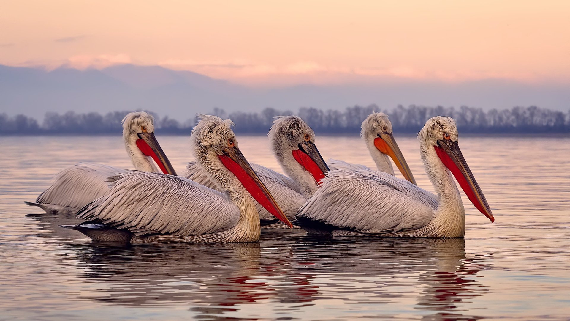 vwin在线登录电脑版-“中锋风云：联盟中最具统治力的中锋”，联盟顶级中锋