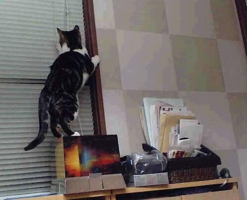 中国围棋协会与韩国围棋协会签署合作协议,围棋中国和韩国的规则有什么区别