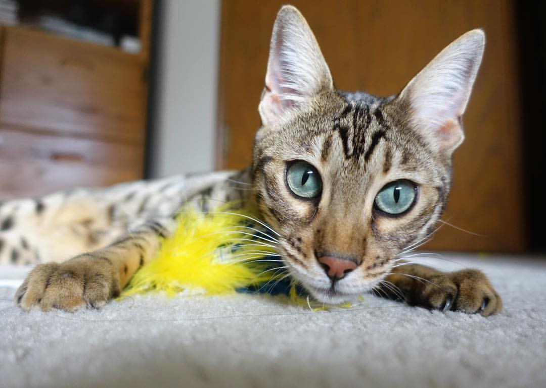 vwin.com-糖果传奇“甜蜜飞跃”玩家线上比拼正酣，糖果传奇的