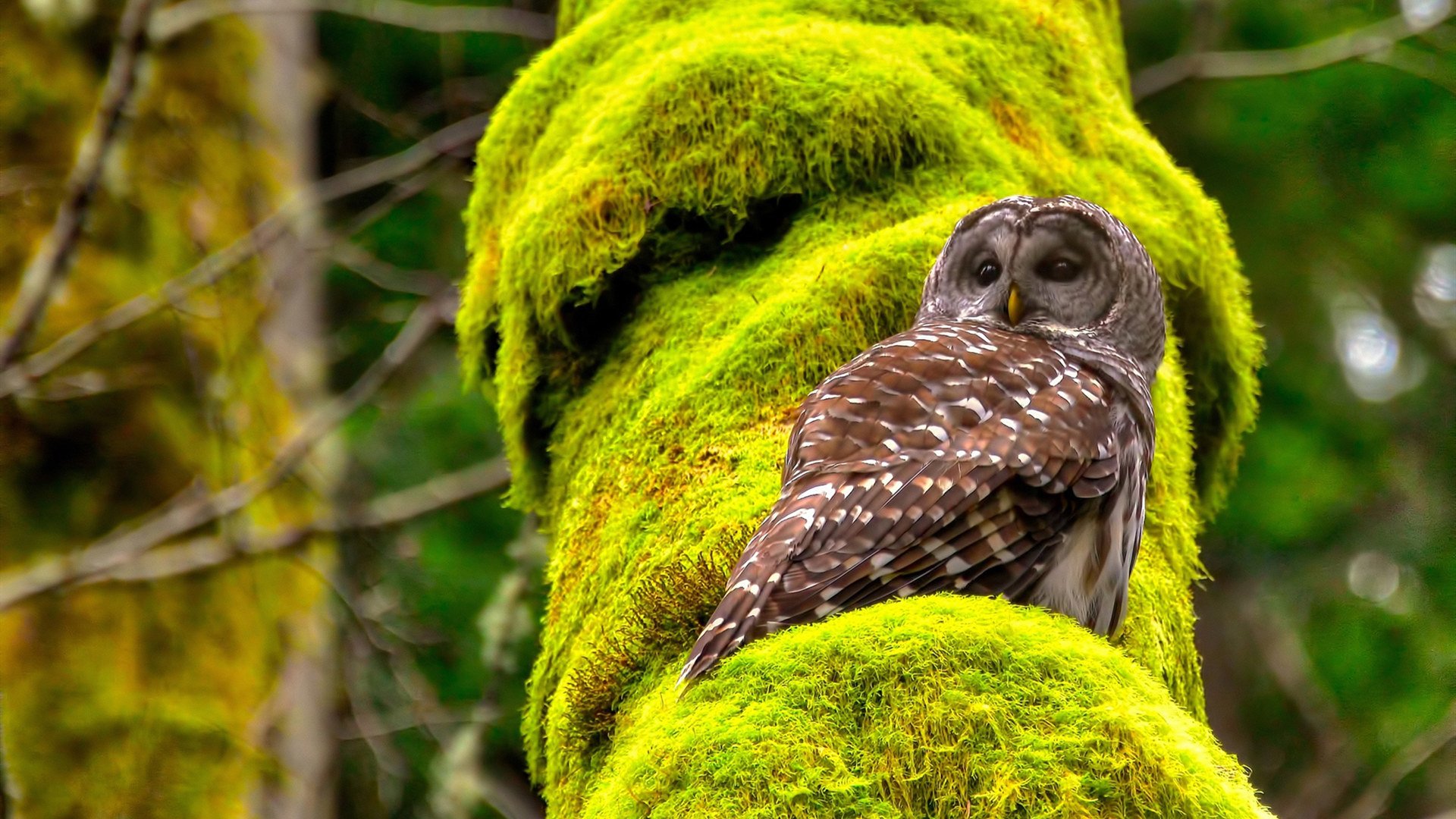 VWIN(china)官方网站-足球场馆绿色低碳转型政策开始执行，设计足球场如何节约城市空间