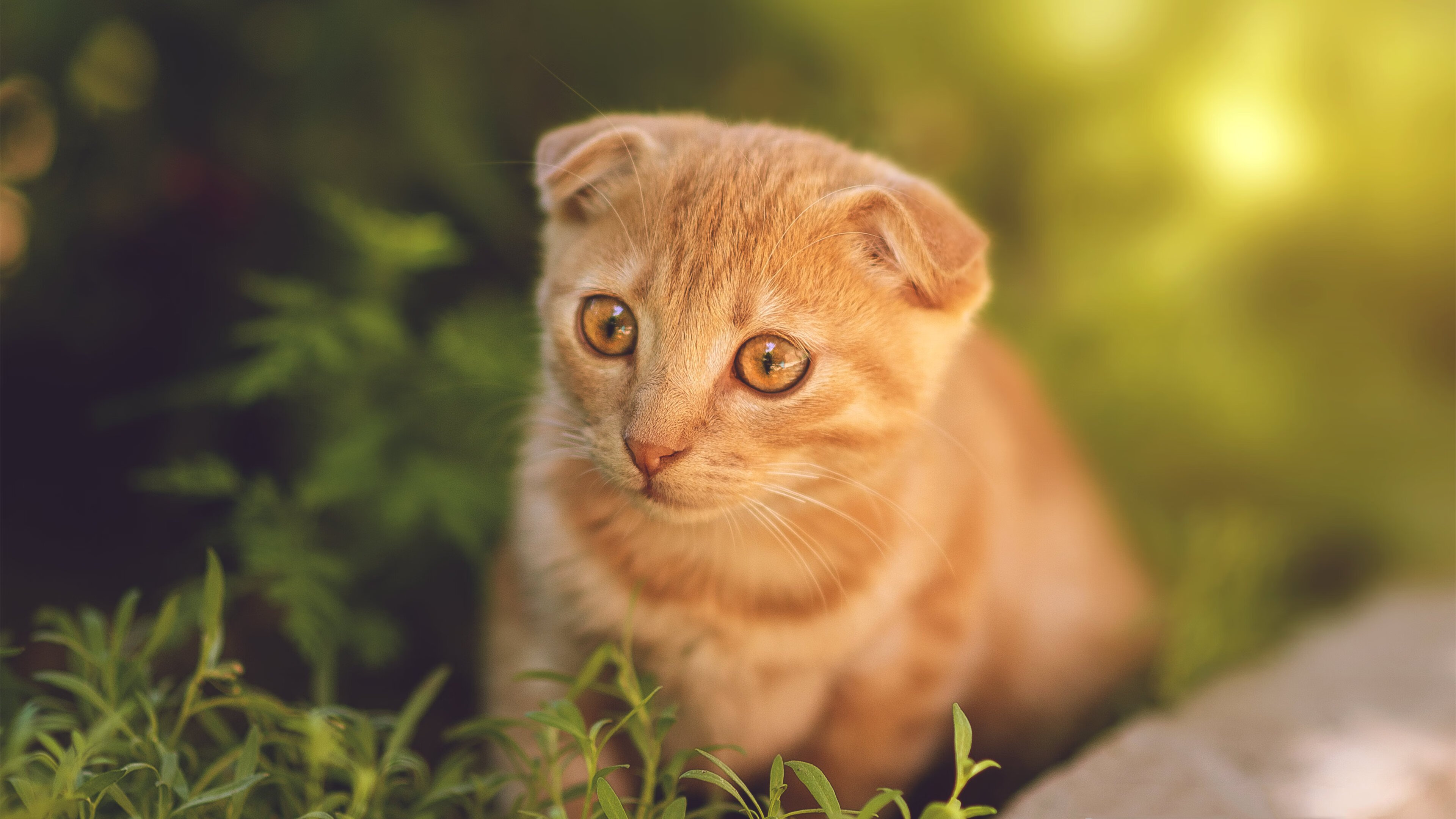 德赢官网ac米兰-上海海港年轻球员崭露头角，上海海港队员2021