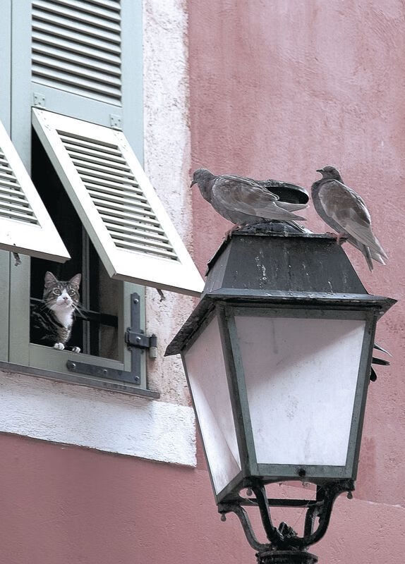 德赢体育娱乐平台-上海海港战术打法多样化，上海海港新阵容