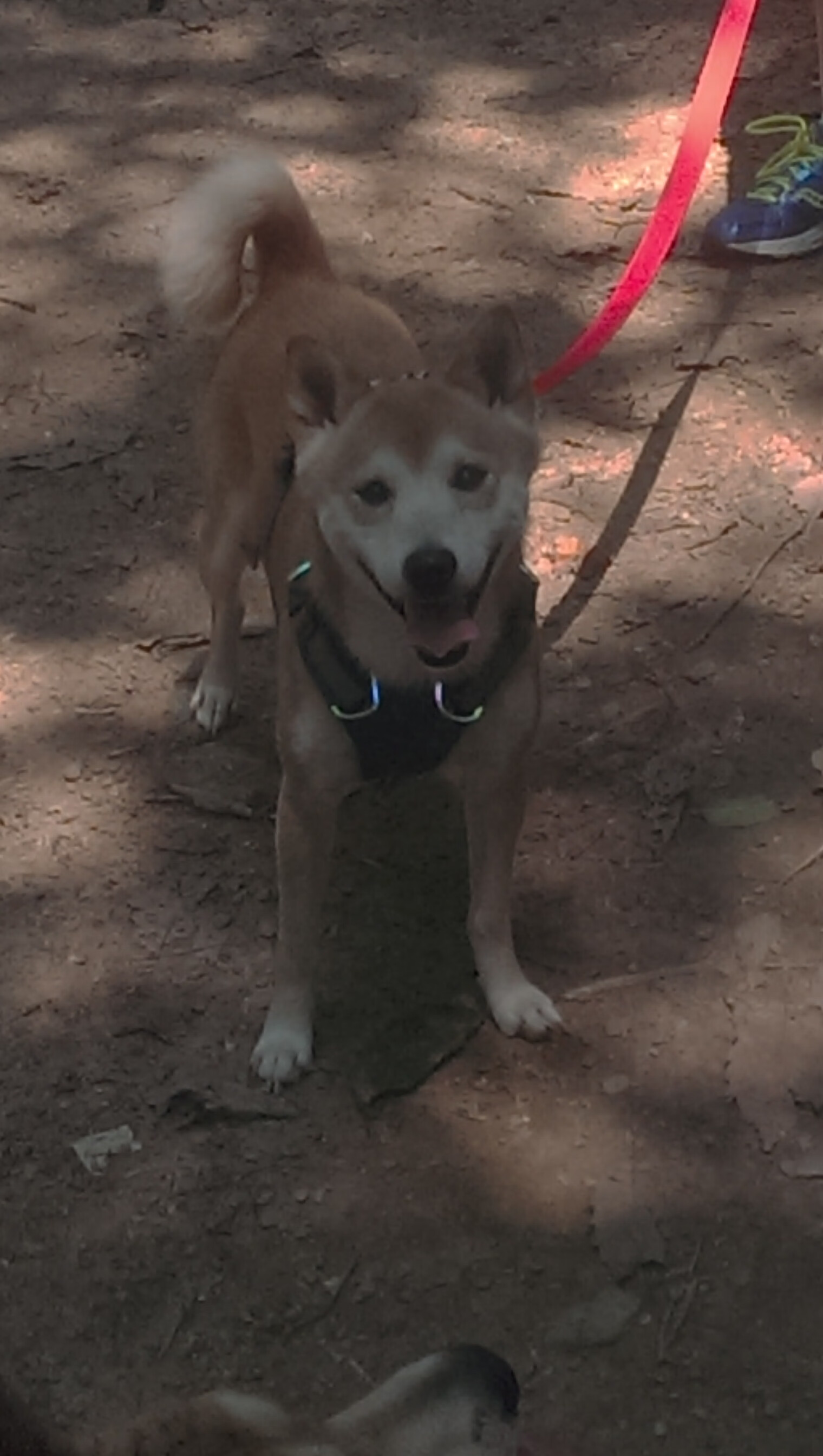 德赢体育app下载安装-凭借技术优势，雄心抱负，勇夺胜利，技术雄厚