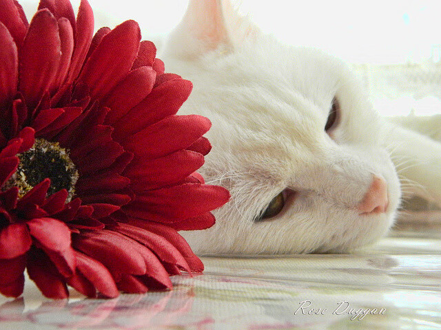 vwin德赢网页版-北马其顿罕见逆袭 欧预赛备战赢来新希望，北马其顿欧洲杯大名单公布