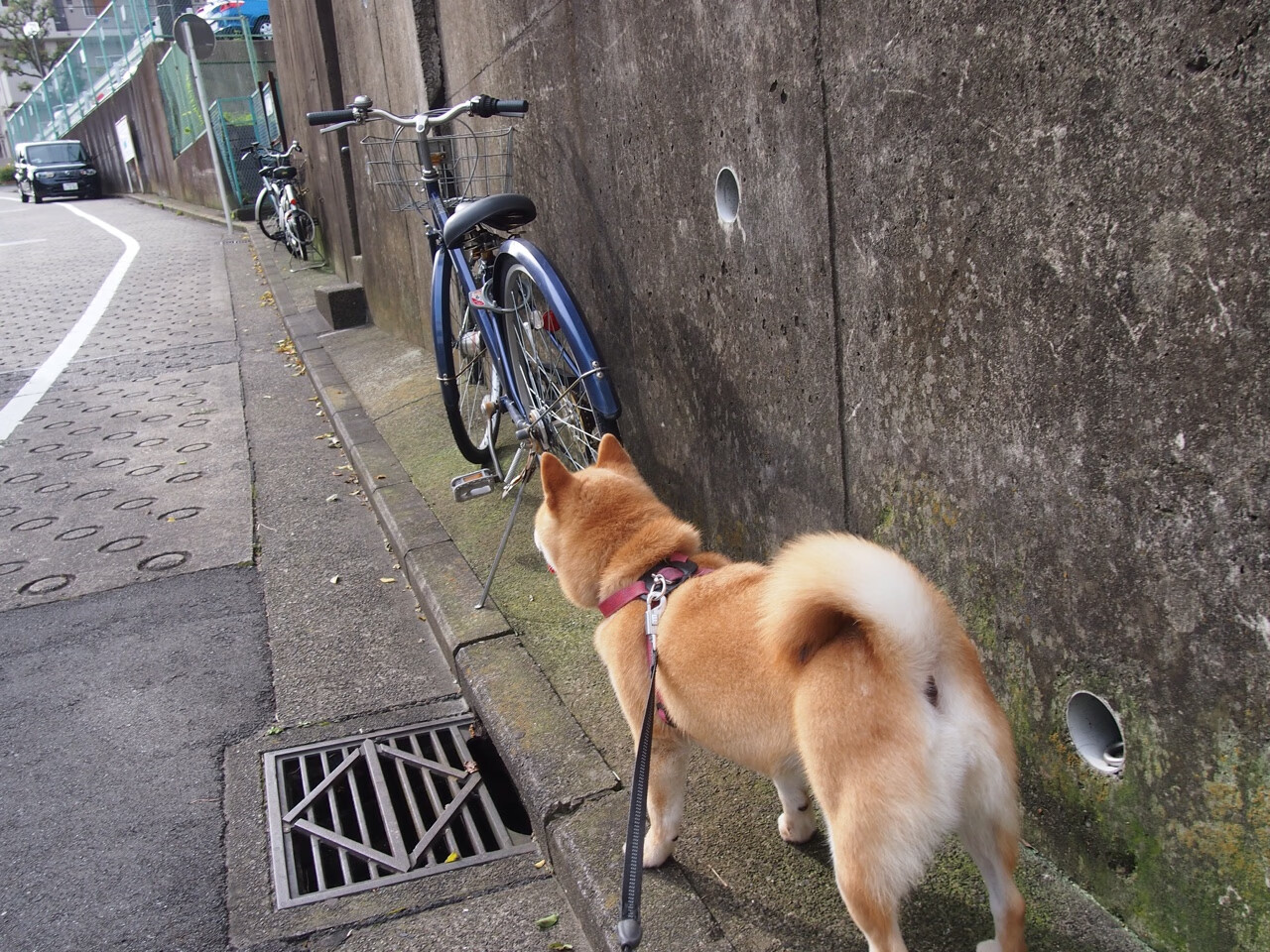 vwin德赢-国际米兰客场轻取那不勒斯，保住欧冠席位，国际米兰和那不勒斯比分预测