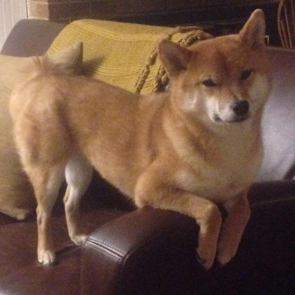 德赢体育注册入口-奥格斯堡主场2-1战胜海登海姆，取得三连胜，奥格斯堡对门兴比分