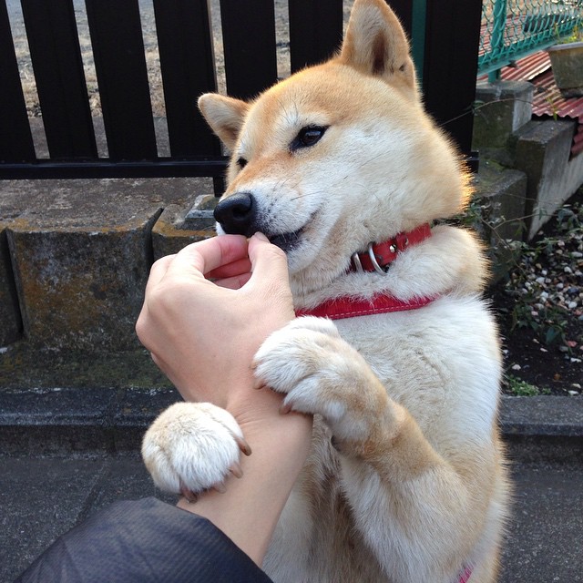 德赢官网登录入口-奥格斯堡主场2-1战胜美因茨，保级关键三分，奥格斯堡转入球员