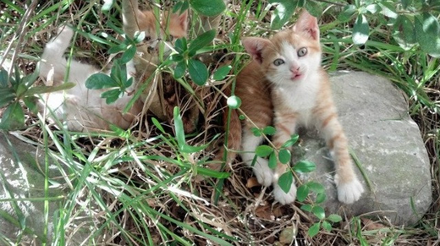 德赢app下载-巴拉多利德主场大捷，升至积分榜前列，巴拉多利德主帅