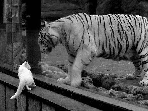 德赢中国官网-替补奇兵建功，阿根廷逆转夺胜，阿根廷队2022