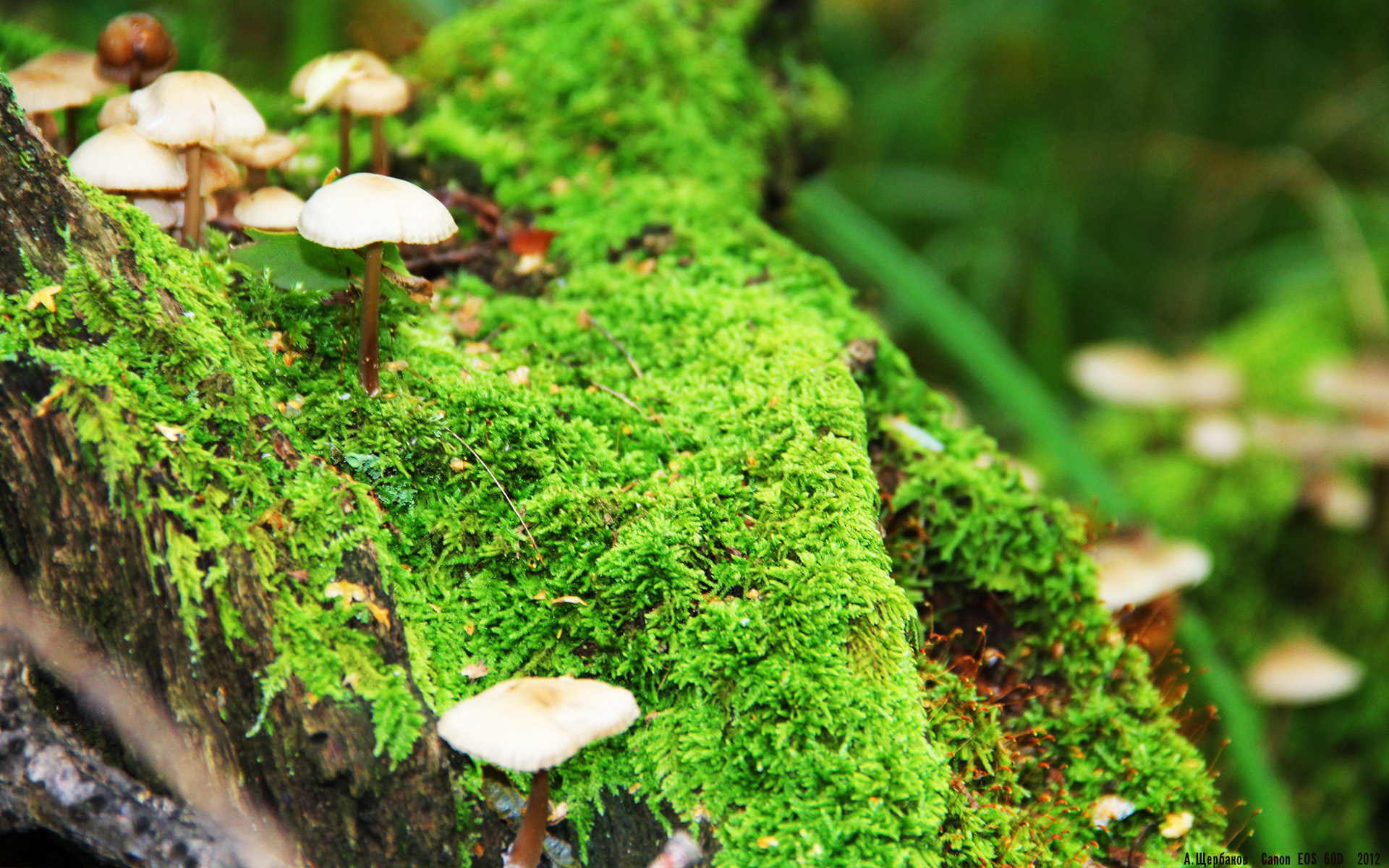 德赢体育官网入口-替补席质量是否影响球队冠军争夺力，替补席深度