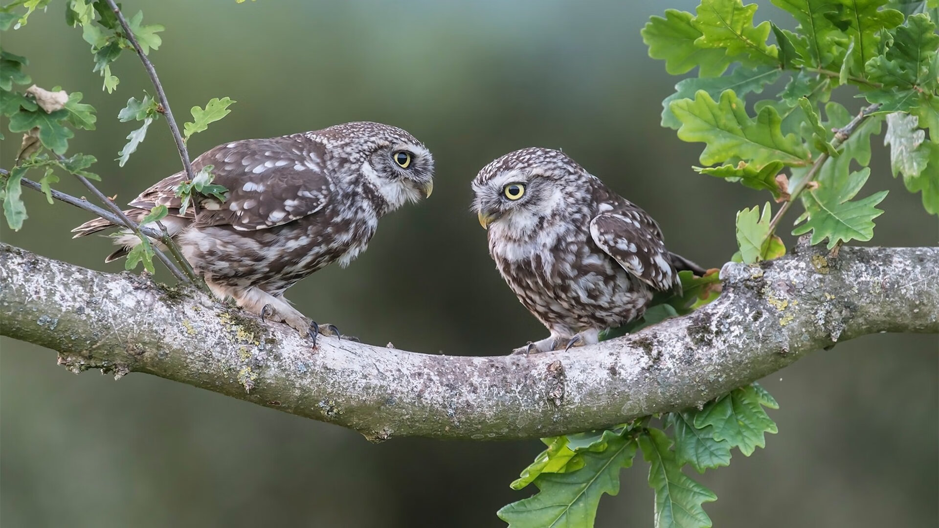 德赢体育app下载安装官方-澳大利亚女足闪击得分，实力无法忽视，澳大利亚女足红牌