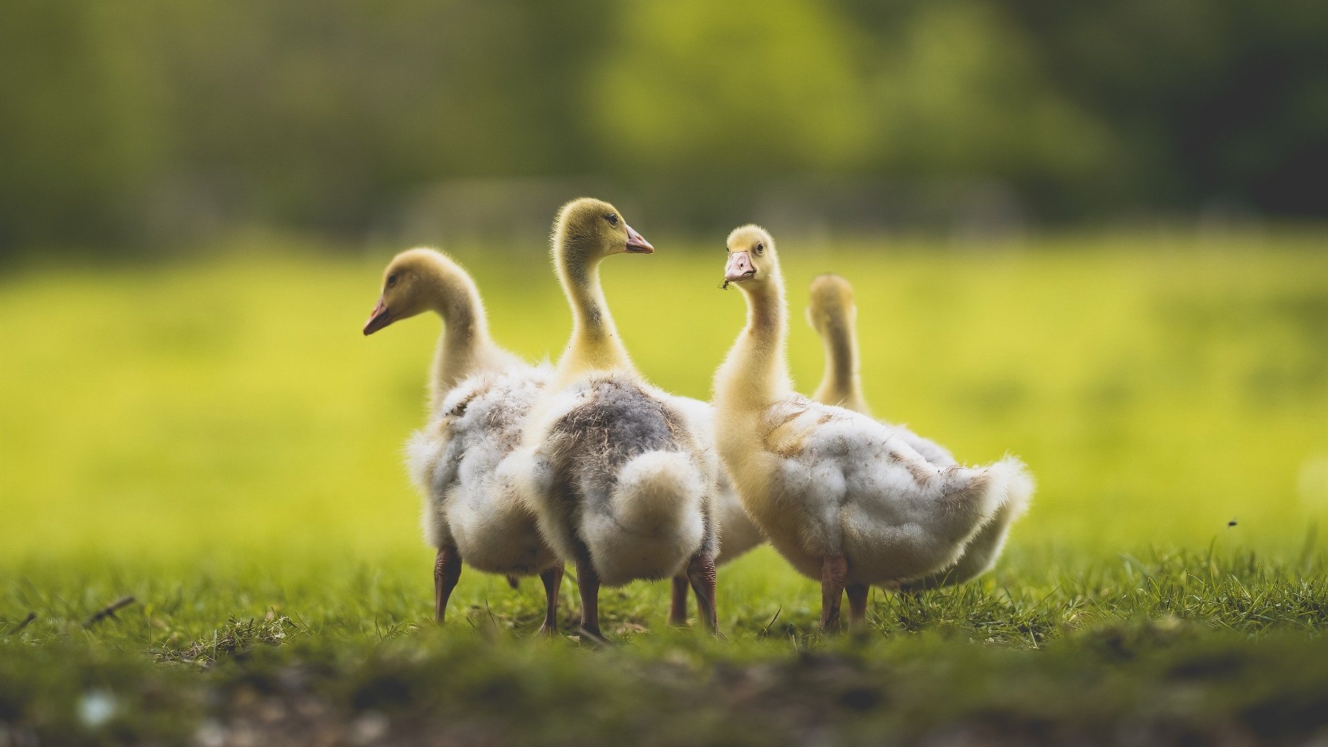 德赢vwin首页-电竞直播互动创新技术应用，电竞创新互动中心