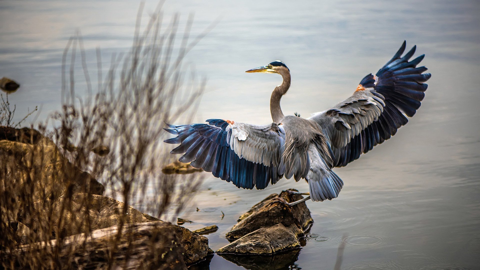 电竞直播内容多样化发展的案例分析,电竞直播发展史