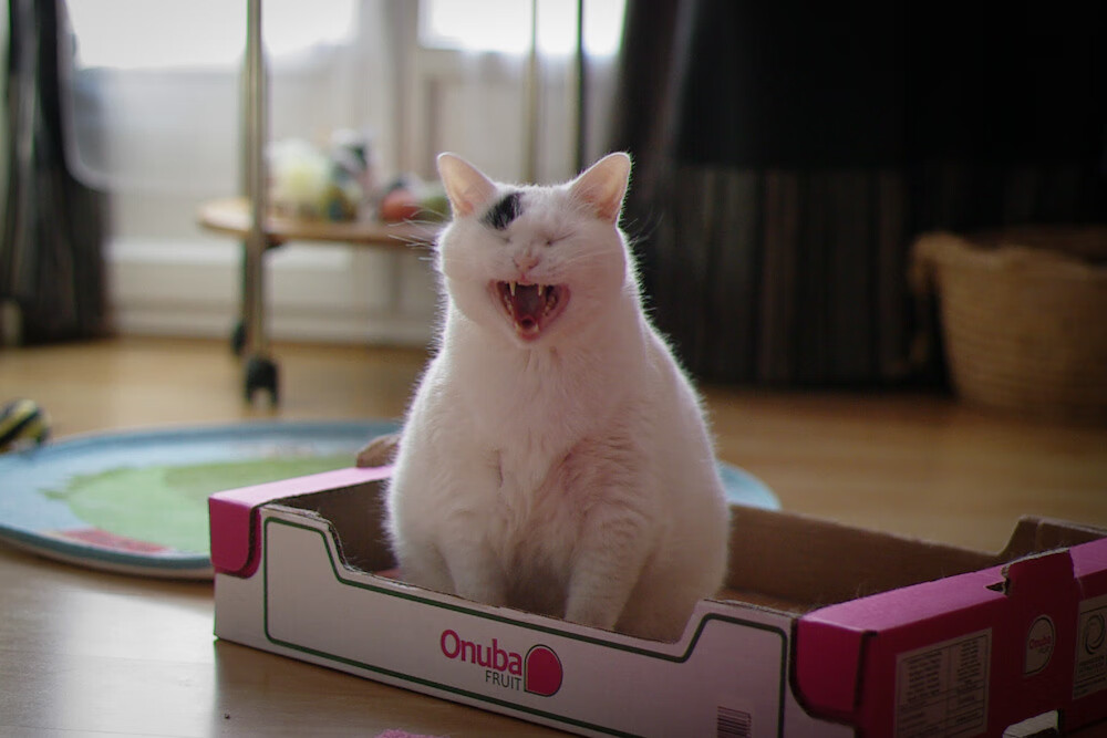 红军在英联杯中展现青训球员实力,红军 英超