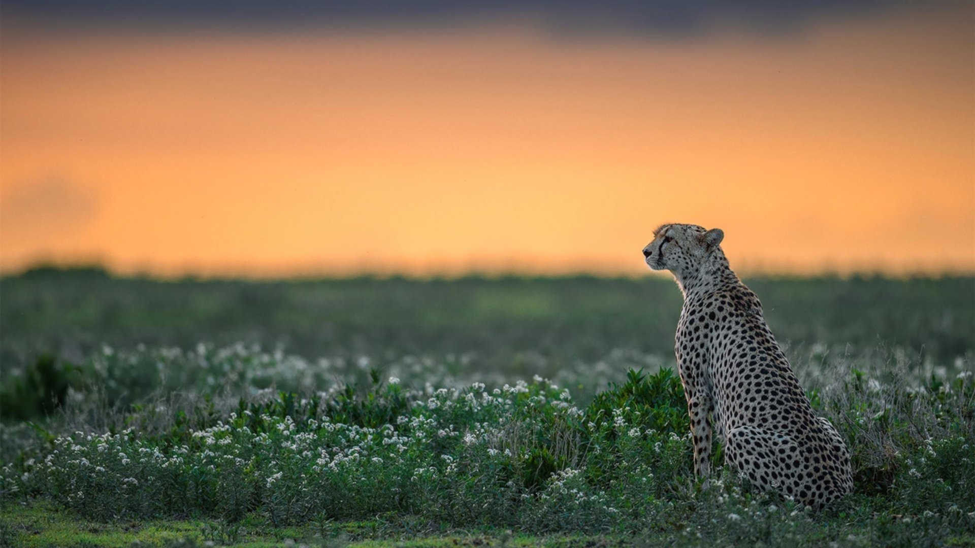 乒乓世界杯赛制改革:2024混合团体赛制简析,乒乓球世界杯团体赛