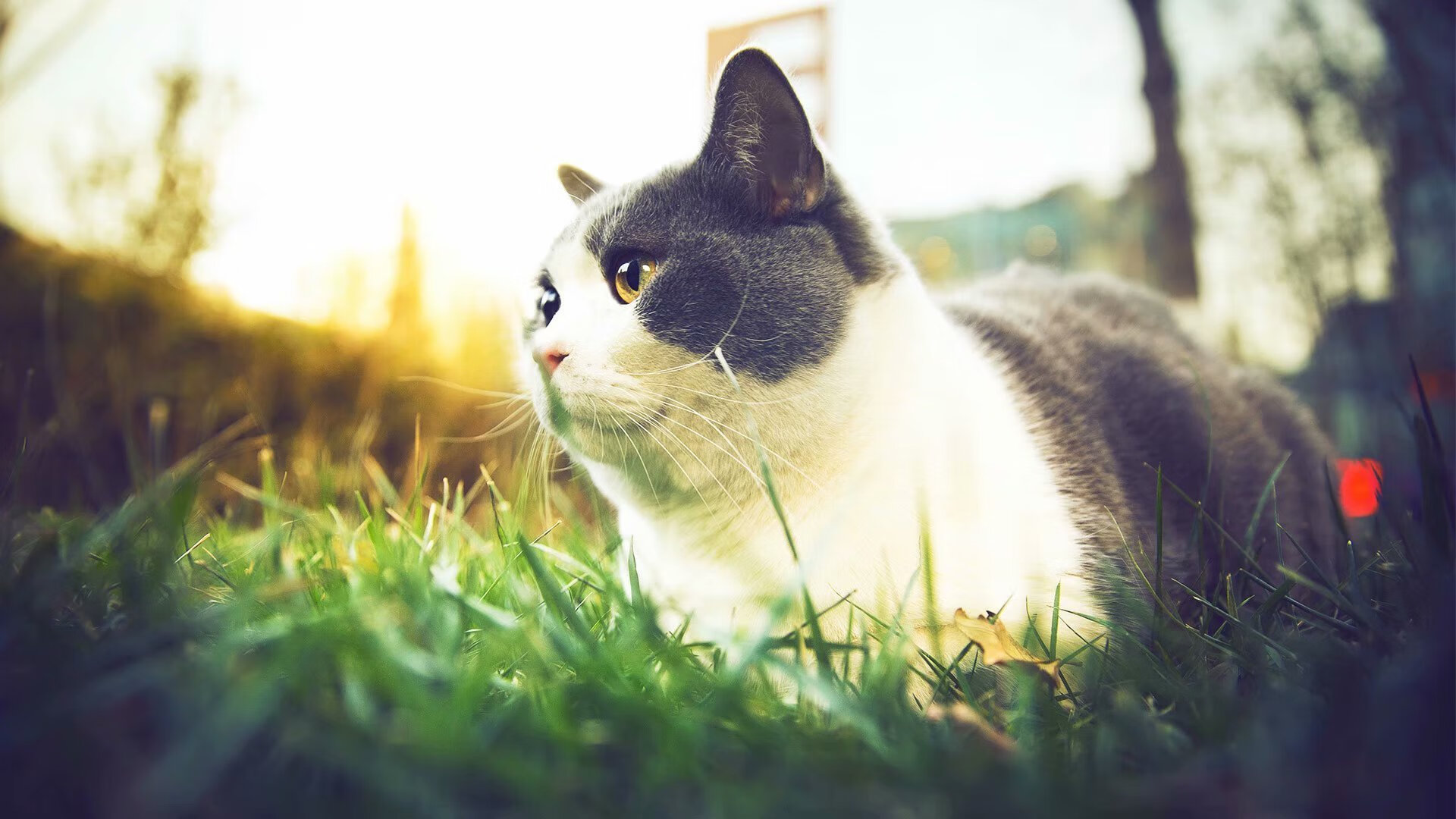 德赢体育app下载安装-五大联赛边锋助攻方式是否已从传统传中转向内切直塞，五大联赛最好的边锋