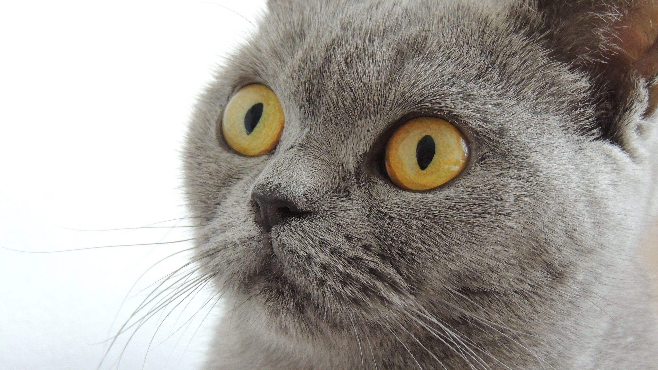 德赢平台官网-倒三角中场形成控场优势，倒三角管理模式是什么