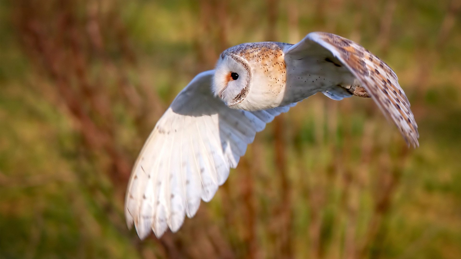vwin德赢网页版-格鲁吉亚女篮在欧洲锦标赛中夺取金牌，光荣再续，格鲁吉亚杯篮球